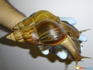 这些巨型蜗牛好可怕：入侵美国 大肆吞噬房屋