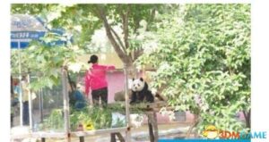 熊猫被逼坐台吃窝头 郑州大熊猫之死引公众质疑