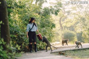 超正動物園實習保育員是大咖女星！邵雨薇見Panchi燃母愛　關注獼猴動向